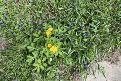 Celandine wood poppy (Stylophorum diphyllum) and common blue violet