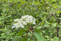 Blackhaw viburnum bloom