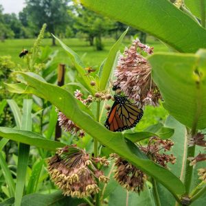 Common milkweed