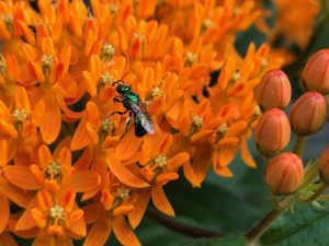 butterfly weed