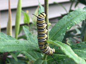 monarch caterpillar