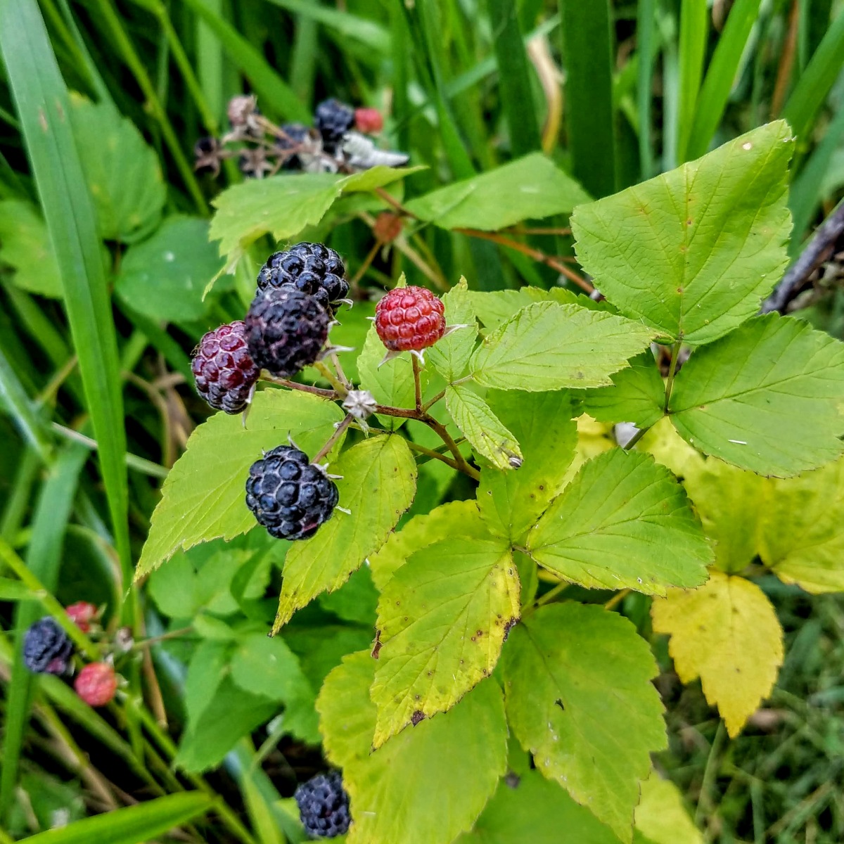 Black raspberry (Rubus occidentalis)