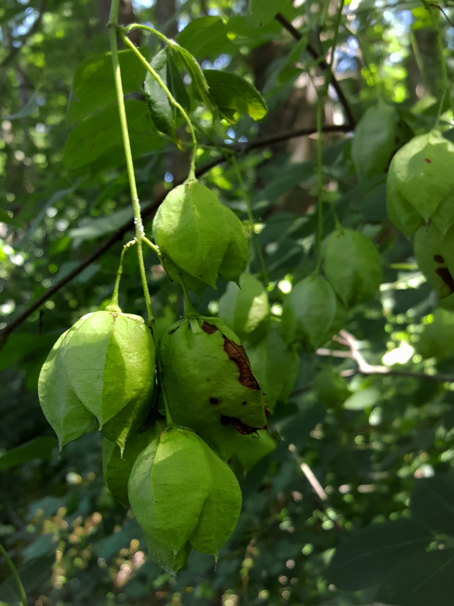 Bladdernut pods (Staphylea trifolia)