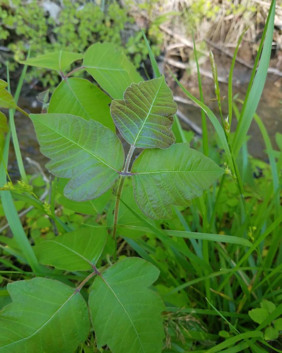 Poison ivy (Toxicodendron radicans)