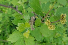Aromatic sumac (Rhus aromatica)