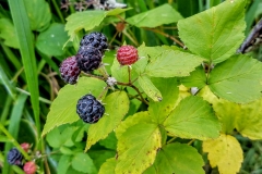 Black raspberry (Rubus occidentalis)