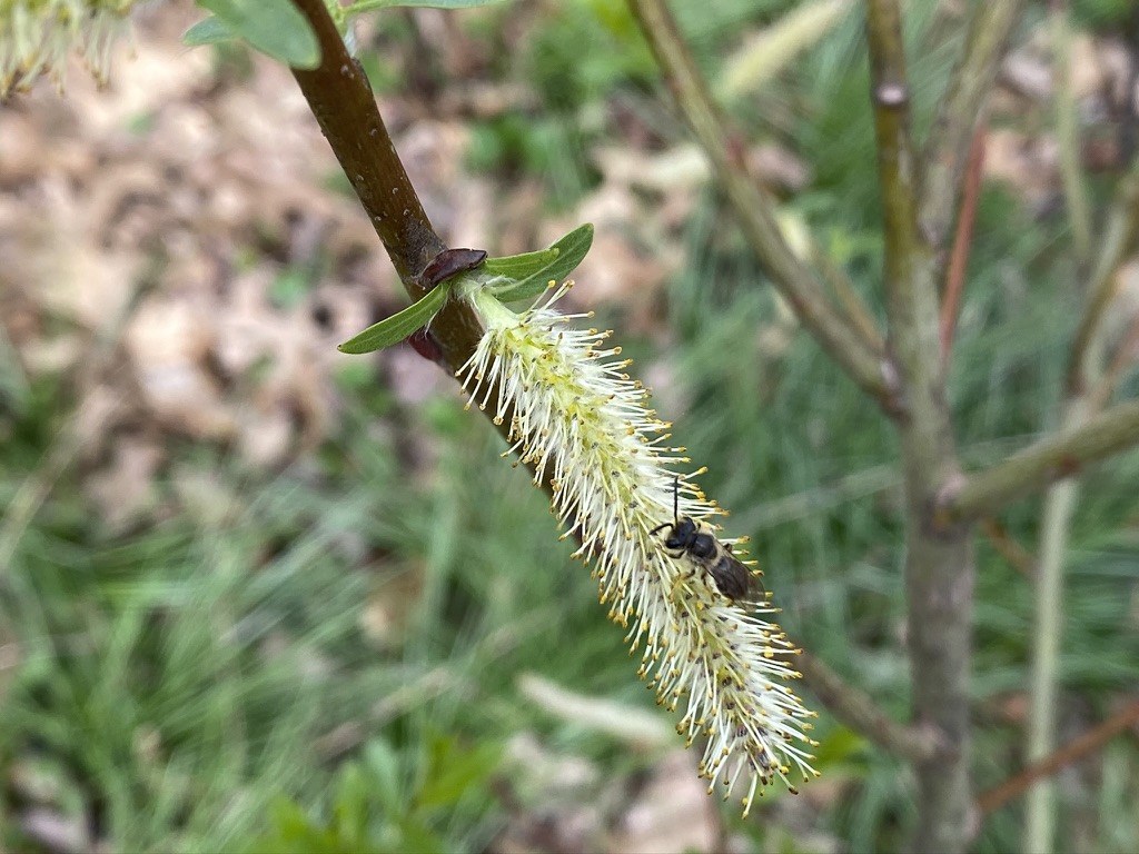Pussy willow (Salix sps)