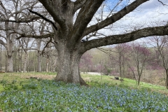Virginia bluebells (Mertensia virginica) under stately white oak tree