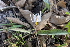 White trout lily (Erythronium albidum)