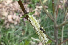Pussy willow (Salix sps)