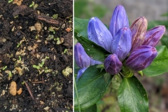 Bottle Gentian (Gentiana andrewsii)