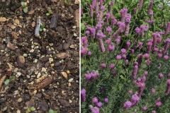 Purple Prairie Clover (Dalea purpurea)