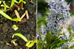 Eastern Bluestar (Amsonia tabernaemontana)