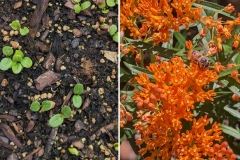 Butterfly Milkweed (Asclepias tuberosa)