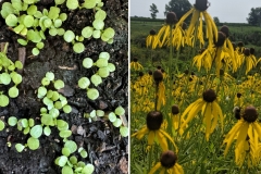 Grayheaded Coneflower (Ratibida pinnatifida)