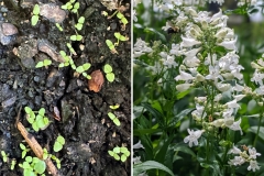 Foxglove Beardtongue (Penstemon digitalis)