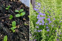 Blue Wild Indigo (Baptisia australis)