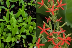 Royal Catchfly (Silene regia)