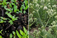 Rattlesnake Master (Eryngium yuccifolium)