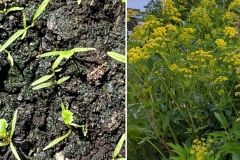 Golden Alexanders (Zizia aurea)