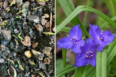 Ohio spiderwort (Tradescantia ohiensis)