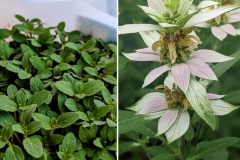 Spotted Beebalm (Monarda punctata)