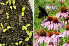 Purple Coneflower (Echinacea purpurea)