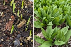 Wild Leek (Allium tricoccum)