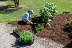 Wayside Pollinator Waystation Planting, June 12