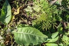 Wild quinine, Illinois bundle flower, foxglove beardtongue