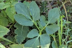 Golden Alexanders and wild quinine