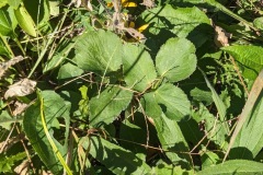 Golden alexanders, milkweed, black-eyed susans, purple coneflower