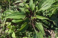 Purple coneflower