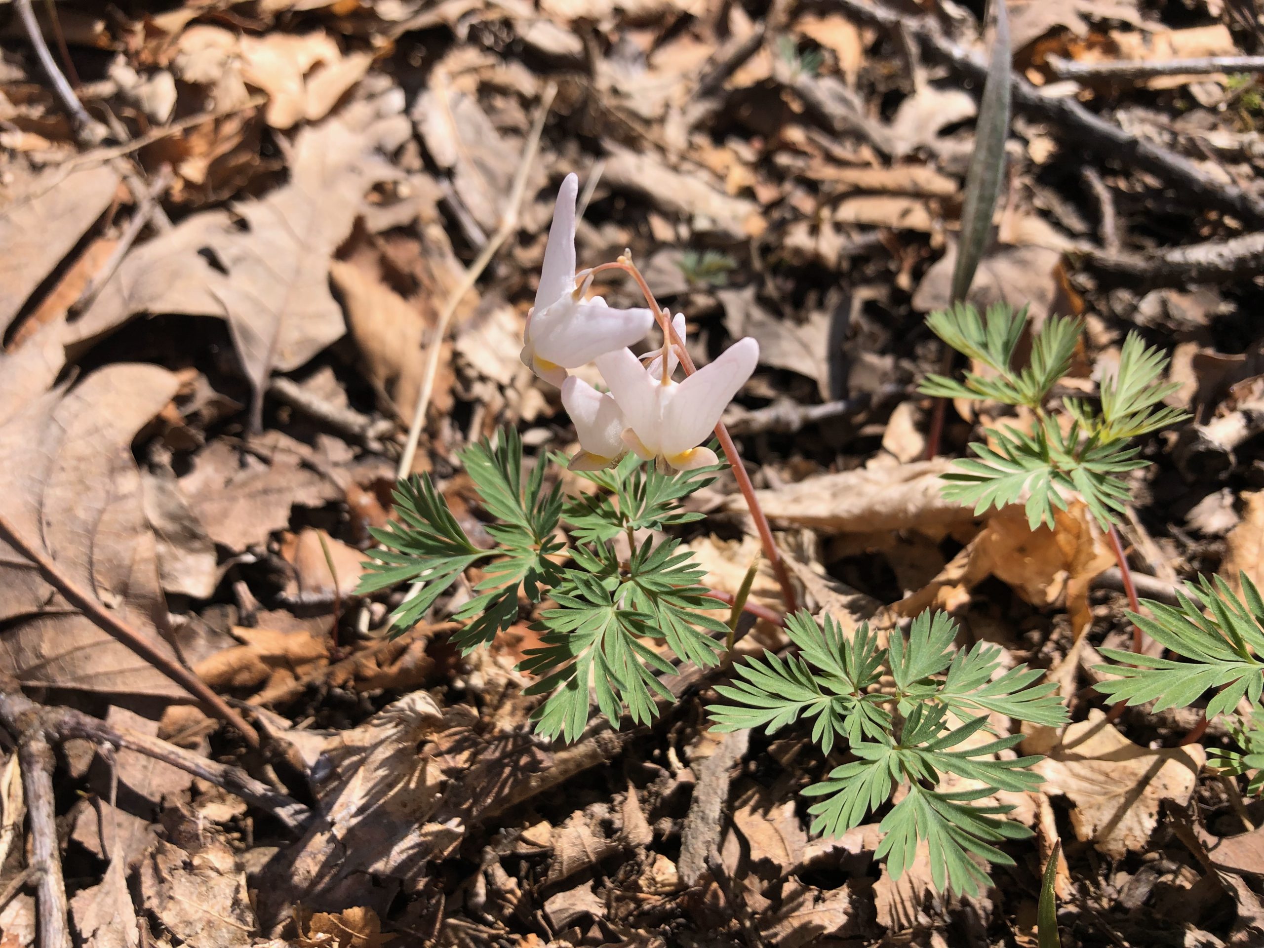 Dicentra cucullaria