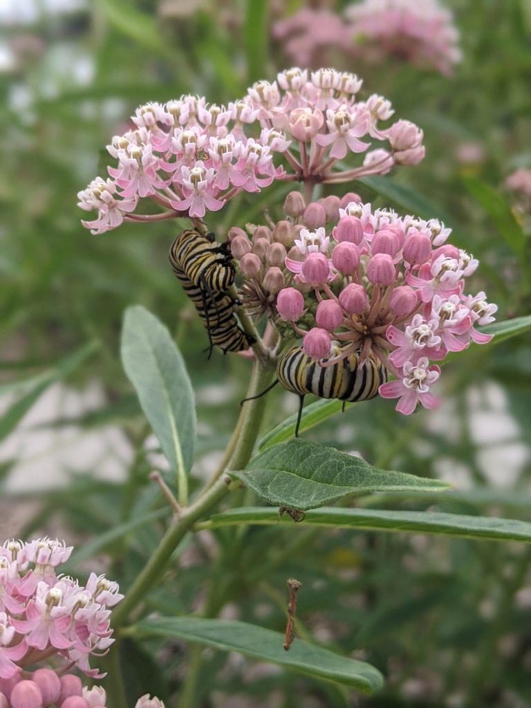 swamp milkweed and monarch larva