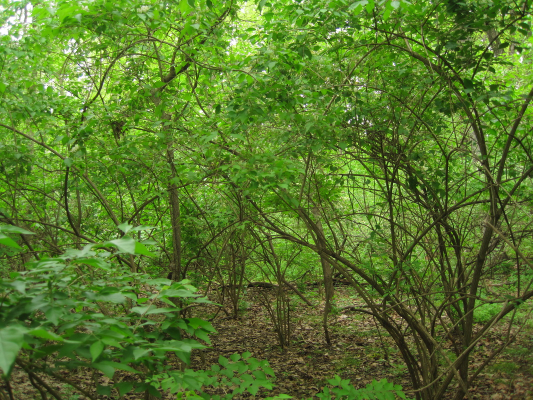 bush honeysuckle