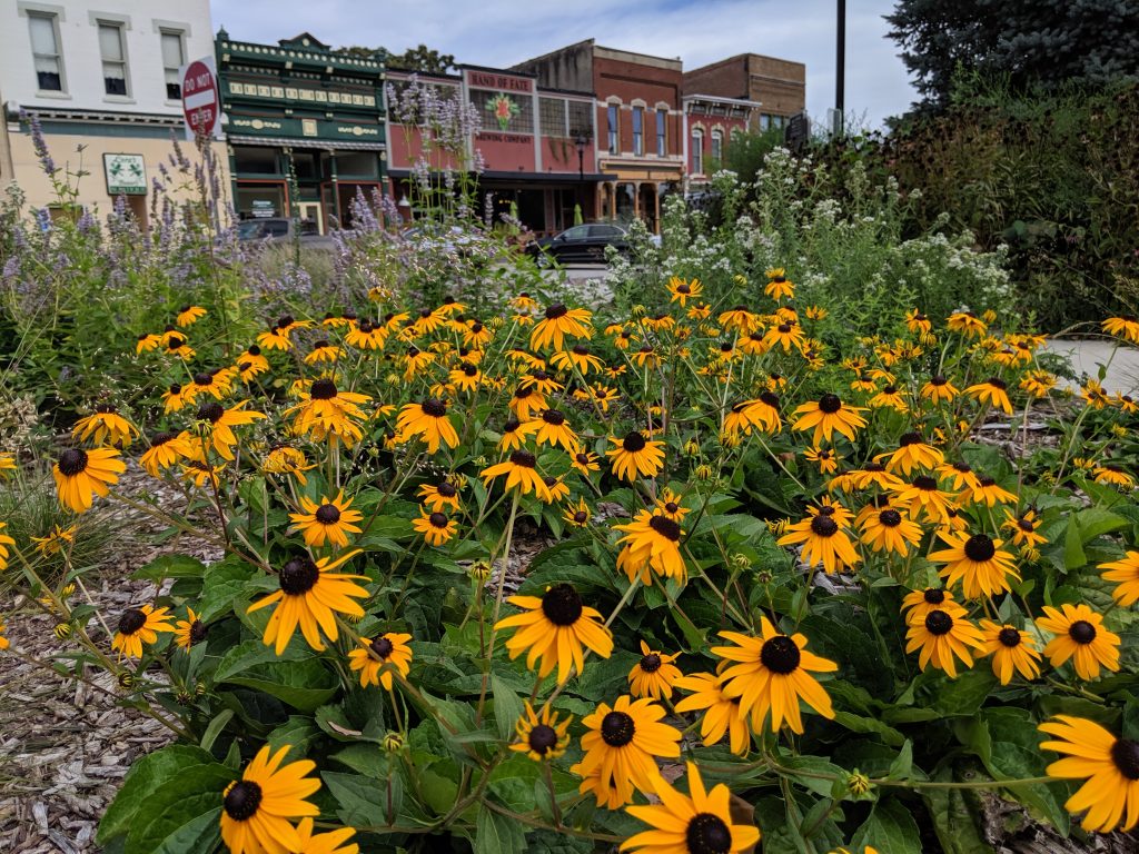 yellow coneflower