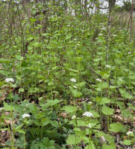 garlic mustard plants