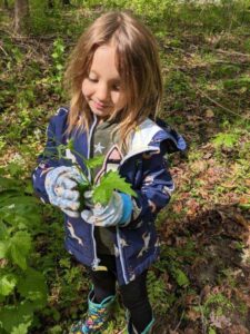 garlic mustard