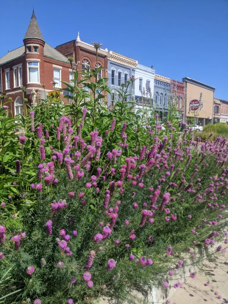 purple prairie clover